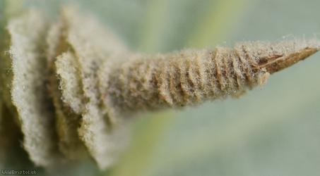 Potentilla Case-bearer