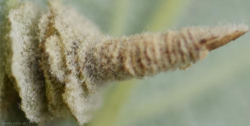 Potentilla Case-bearer