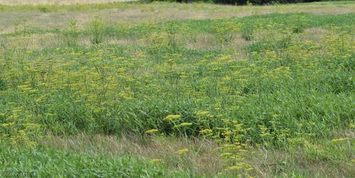 Wild Parsnip