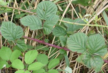 Heart-leaved x Tubercled Bramble