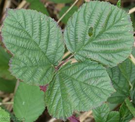 image for Heart-leaved x Tubercled Bramble