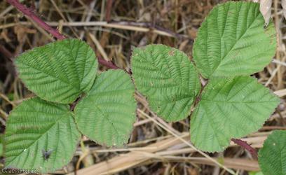 Heart-leaved x Tubercled Bramble