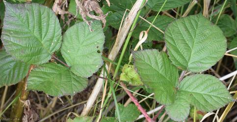 Heart-leaved x Tubercled Bramble