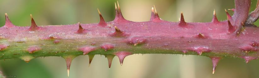 Heart-leaved x Tubercled Bramble