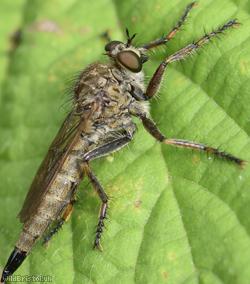 Kite-tailed Robberfly