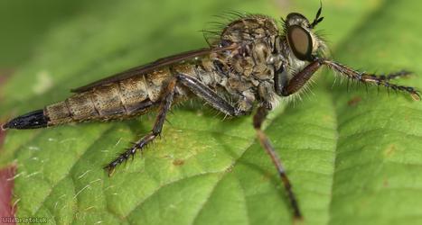 Kite-tailed Robberfly