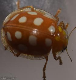 image for Orange Ladybird