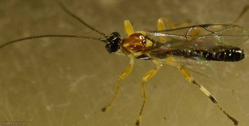 image for Zatypota albicoxa?