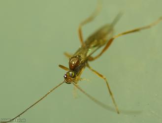 Zele chlorophthalmus?