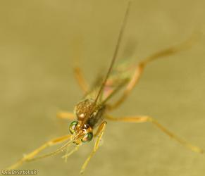 Zele chlorophthalmus?