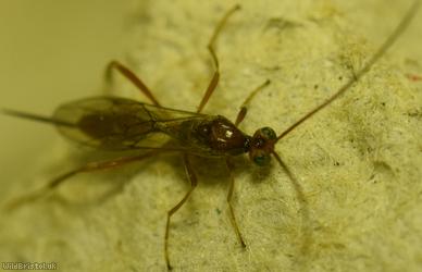 Zele chlorophthalmus?