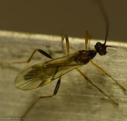 Meteorus Unidentified 3