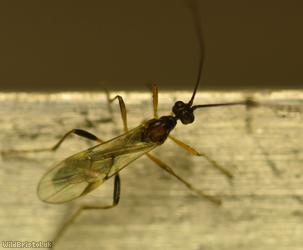 image for Meteorus Unidentified 3