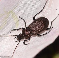image for Granulate Ground Beetle
