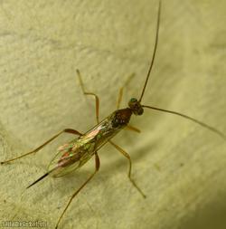 Zele chlorophthalmus?