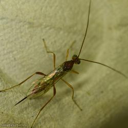 Zele chlorophthalmus?