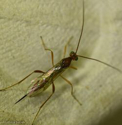 Zele chlorophthalmus?