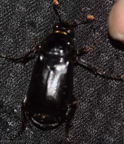 Black Sexton Beetle