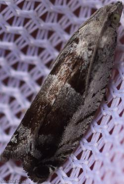 image for Black-marked Tortrix
