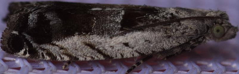 Black-marked Tortrix