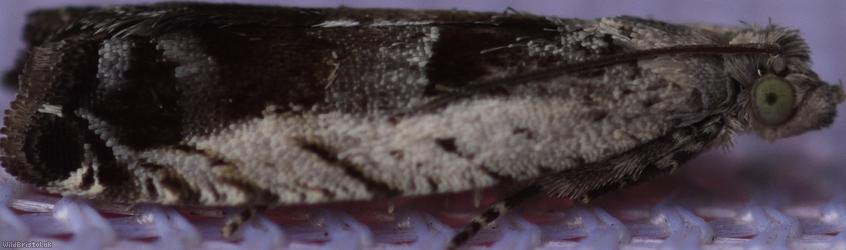 Black-marked Tortrix