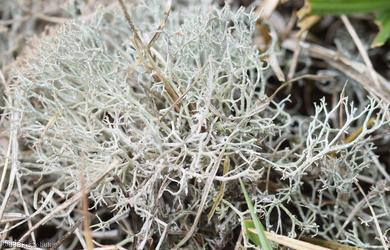 Crotail rèin-fhèidh