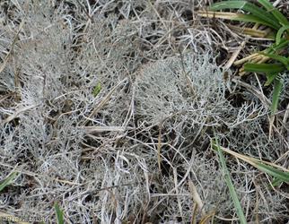 Crotail rèin-fhèidh