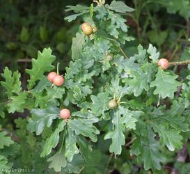 Oak Marble Gall Wasp