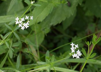 image for Marsh Bedstraw