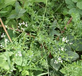 Marsh Bedstraw
