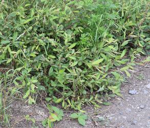 image for Purple x Grey Willow