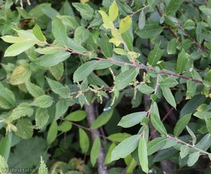 Purple x Grey Willow