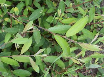 Purple x Grey Willow