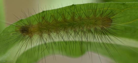 Caterpillar on Himalayan Balsam