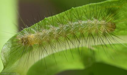 Caterpillar on Himalayan Balsam