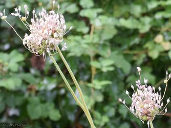 Wild Leek