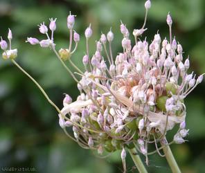 Wild Leek