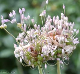 image for Wild Leek
