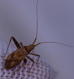 image for Phytocoris varipes