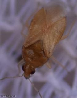 Anthocoridae Unidentified