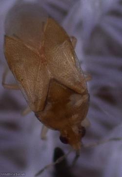 Anthocoridae Unidentified