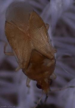 Anthocoridae Unidentified