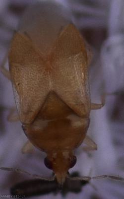 Anthocoridae Unidentified