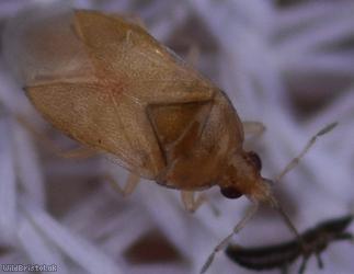 image for Anthocoridae Unidentified