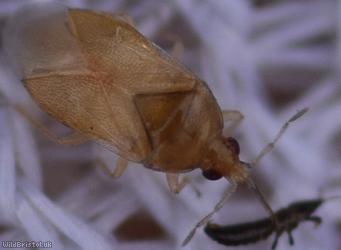 Anthocoridae Unidentified