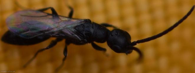 image for Flat Wasps