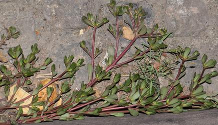 Common Purslane