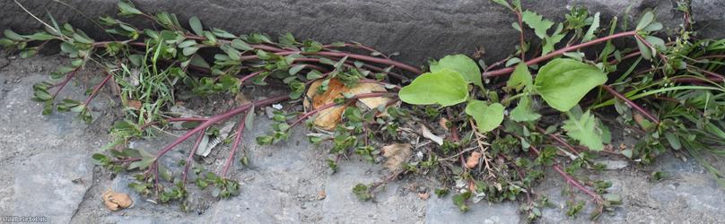 Common Purslane