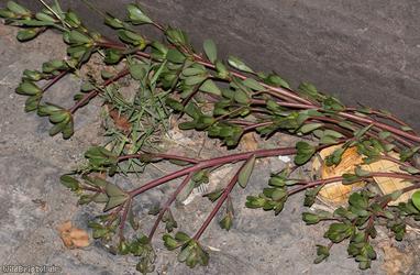 Common Purslane