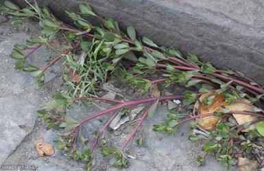 Common Purslane